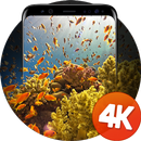 與礁石的牆紙4 k APK