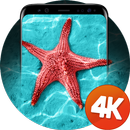 शैल वॉलपेपर 4k APK