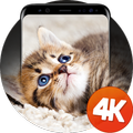 Animaux doux 4k