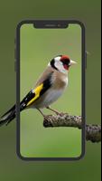 European Goldfinch Wallpapers poster
