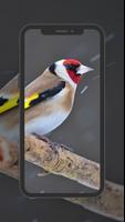 European Goldfinch Wallpapers screenshot 1