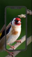 European Goldfinch Wallpapers screenshot 3