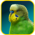 Budgie Wallpapers 圖標