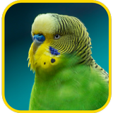 Budgie Wallpapers icône