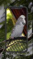 Budgie Wallpapers ポスター