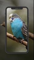 Budgie Wallpapers ảnh chụp màn hình 1