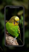 Budgie Wallpapers ảnh chụp màn hình 2