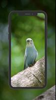 Budgie Wallpapers 截圖 3