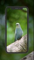 3 Schermata Budgie Wallpapers