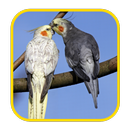 APK Cocktail Bird Wallpaper