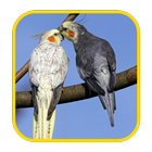 Cocktail Bird Wallpaper أيقونة