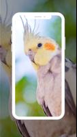 Cocktail Bird Wallpaper تصوير الشاشة 3