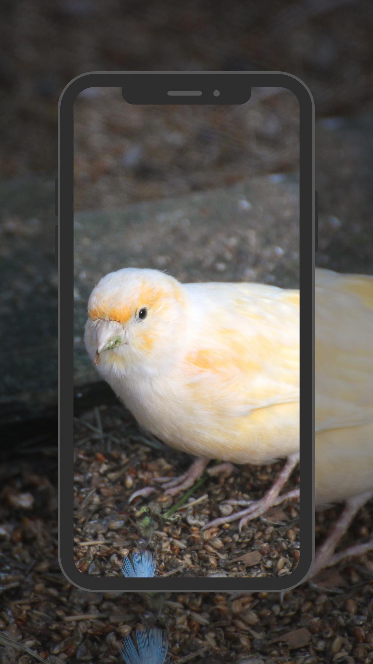 Android canary Android canary