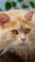 Cats Wallpapers : backgrounds hd 截圖 3