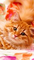 Cats Wallpapers : backgrounds hd 截圖 2