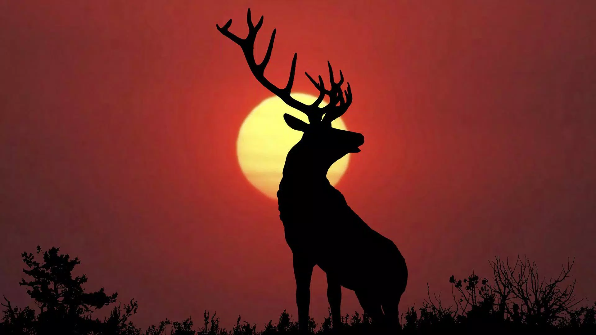 Deer Wallpapers APK for Android Download