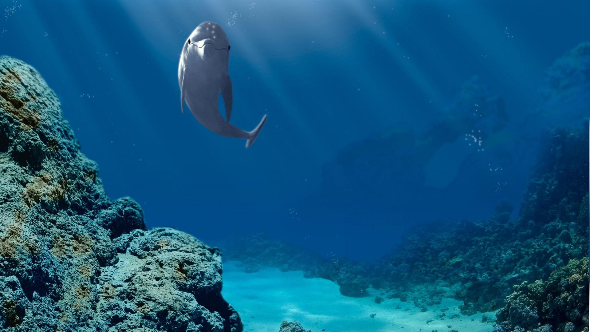 Ecco the Dolphin