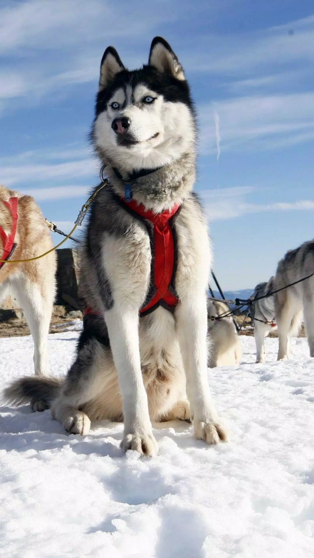 Siberian Husky Wallpapers APK for Android Download Siberian Husky Wallpapers APK for Android Download