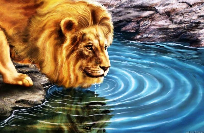 Android için Aslan HD Duvar Kağıtları APK�yı İndir