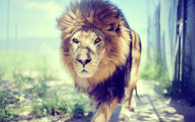 Android için Aslan HD Duvar Kağıtları APK�yı İndir