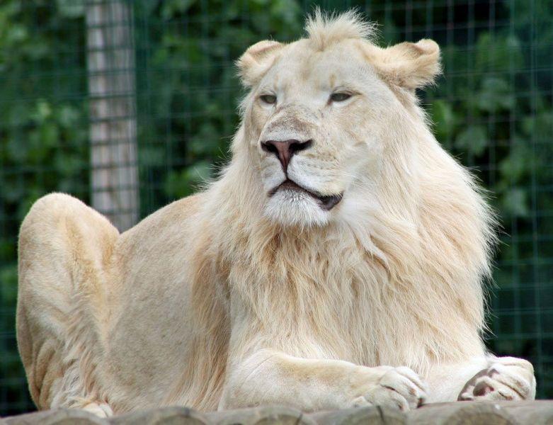 Aslan HD Duvar Kağıtları for Android APK Download