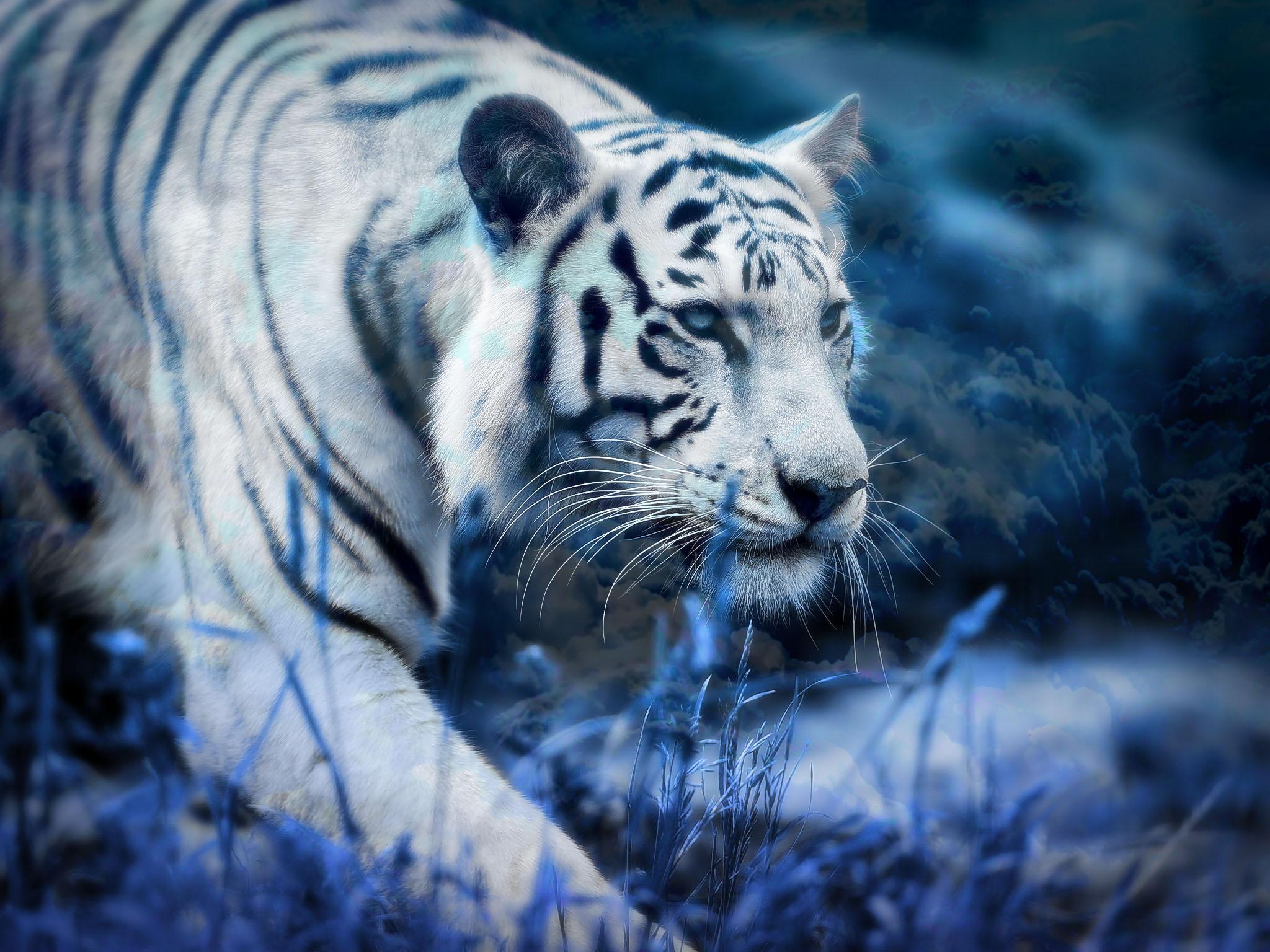 Beyaz Kaplan HD Duvar Kağıtları for Android APK Download