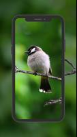 Bird Wallpaper captura de pantalla 1