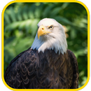 APK Eagle Wallpaper