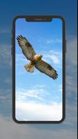 Eagle Wallpaper plakat