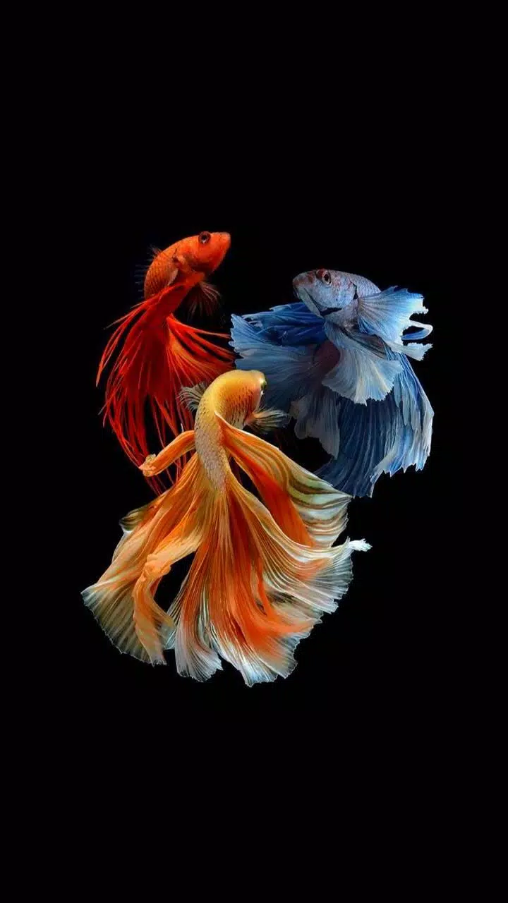 Fish Wallpaper HD APK for Android Download