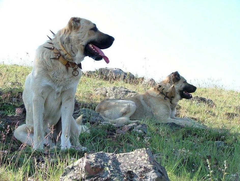 kangal duvar kağıdı