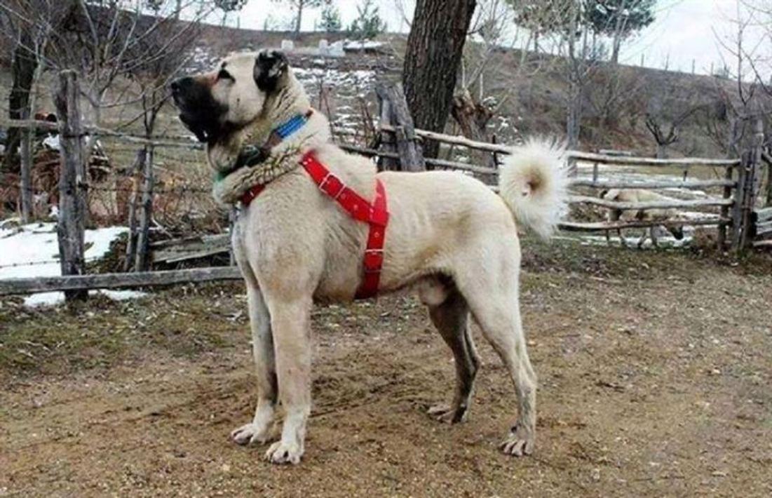 Kangal Köpeği Duvar Kağıtları for Android APK Download