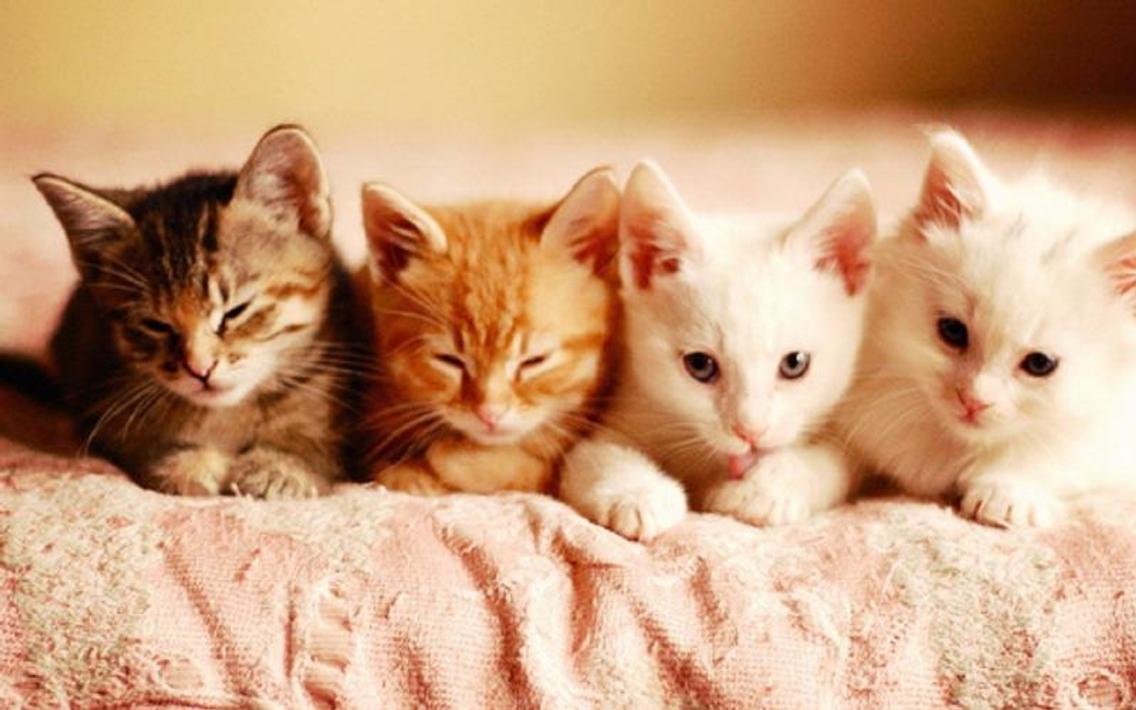 duvar kağıdı kedi