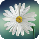 Nature Wallpapers APK