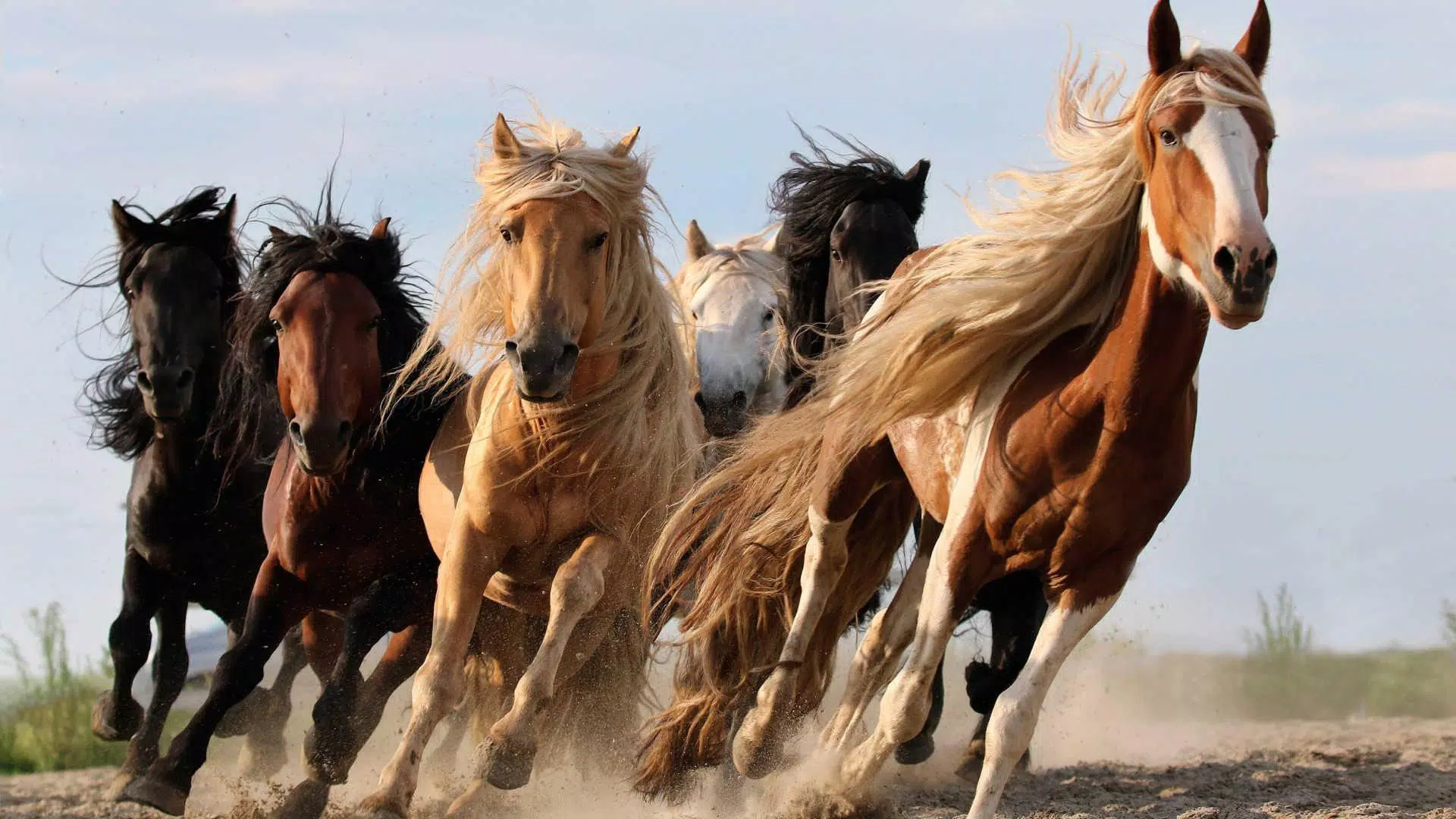 Horse Wallpapers HD & 4k Backgrounds APK for Android Download Horse Wallpapers HD & 4k Backgrounds APK for Android Download