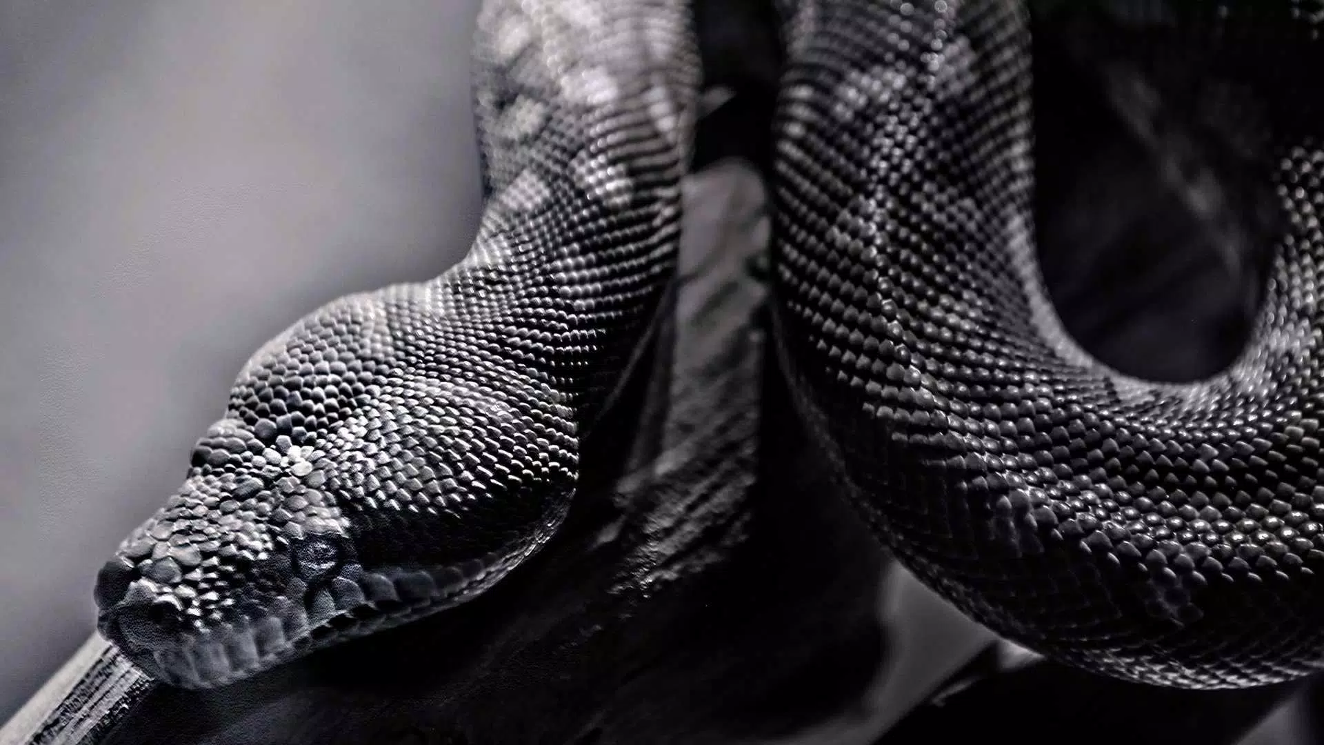 Snake Wallpapers HD & 4k Backgrounds APK for Android Download Snake Wallpapers HD & 4k Backgrounds APK for Android Download
