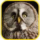 APK Owl  wallpaper