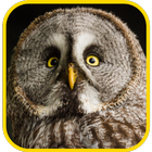 Owl  wallpaper icon