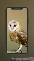 Owl  wallpaper screenshot 1