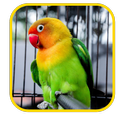 Lovebird Wallpaper