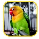 APK Lovebird Wallpaper
