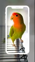 Lovebird Wallpaper-poster