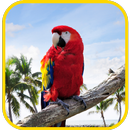 APK Parrot Wallpaper