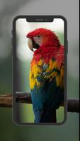 Parrot Wallpaper 截圖 2