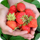 Strawberry HD Wallpaper APK