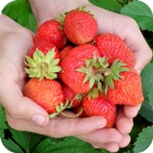Strawberry HD Wallpaper icône