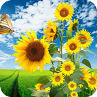 Sunflower HD Wallpaper icône
