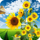 Sunflower HD Wallpaper simgesi