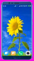 Sunflower HD Wallpaper Affiche
