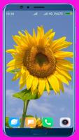 Sunflower HD Wallpaper capture d'écran 2
